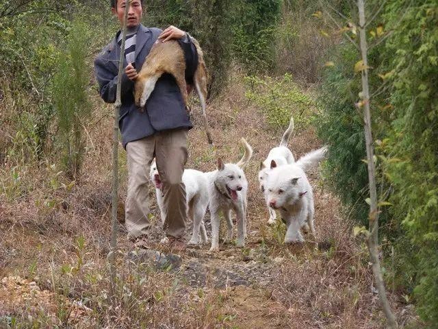 这几种狗狗快濒临灭绝了很难再看到它们