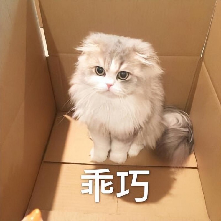 慕了！猫咪出现这7种行为说明它是来报恩的