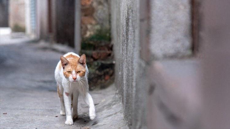 随意救济流浪猫相当于害了它！