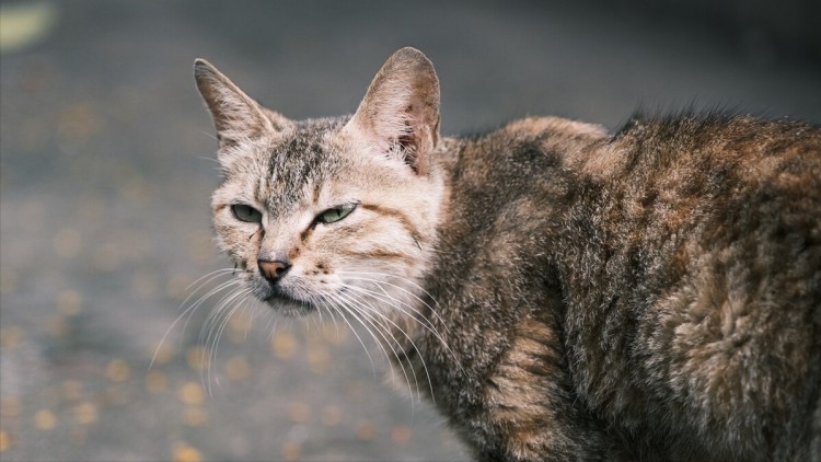 随意救济流浪猫相当于害了它！