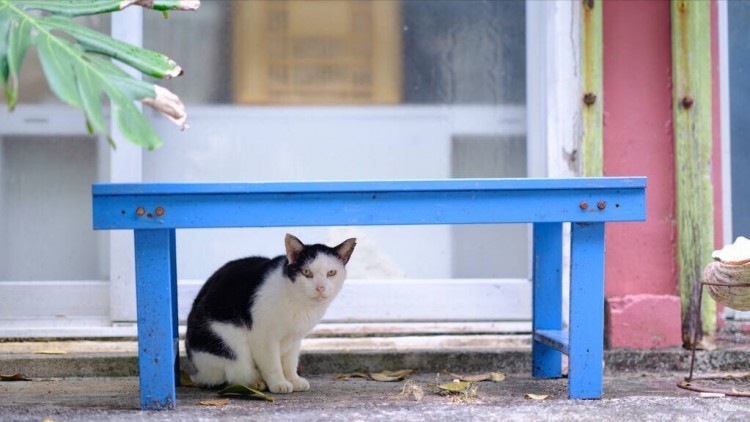 随意救济流浪猫相当于害了它！