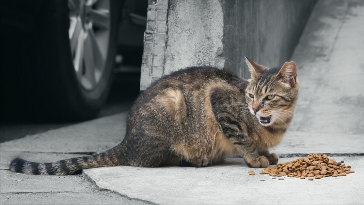 随意救济流浪猫相当于害了它！