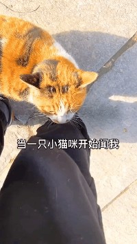 大型流浪猫碰瓷现场！猫：你我本无缘，全靠我碰瓷