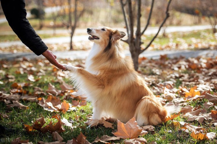 狗狗品种大全常见的9大犬种