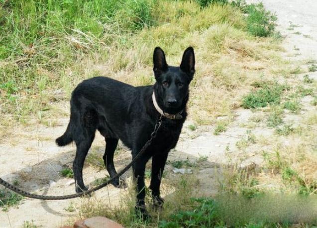 体内有狼的基因的5种狼犬，能力和智商出色，第五种能跟德牧抗衡