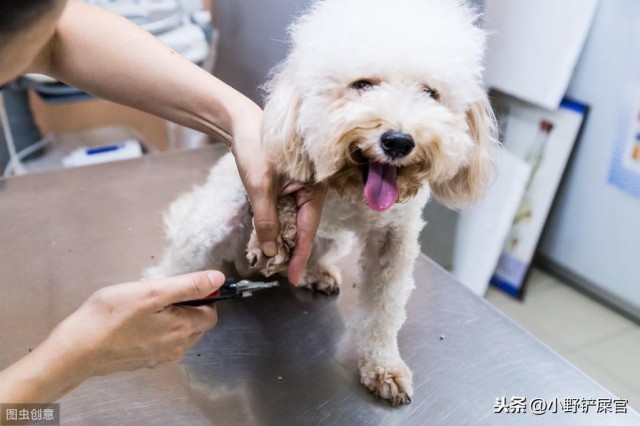 带狗狗去宠物店洗澡一定要提醒师傅必做的项目很容易被忽略