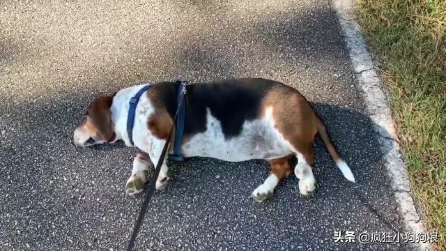 流浪狗被收养后不爱出门每次都在地上装死主人表示很无奈