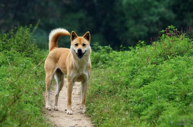 中华田园犬的6个优点很多宠物狗不一定有难怪养过的人都说好