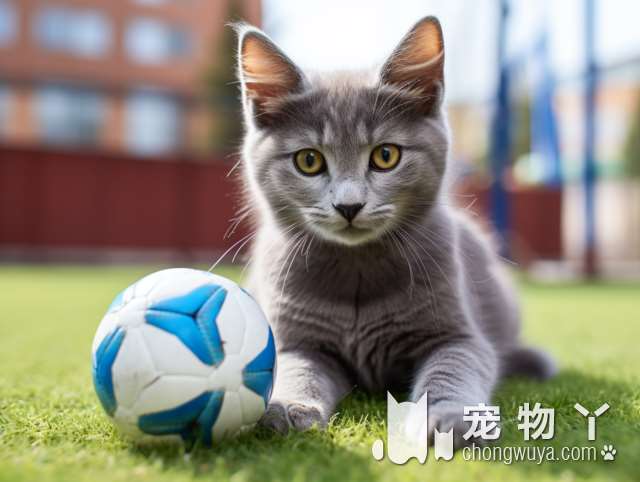 挪威森林猫最大能长多少斤？