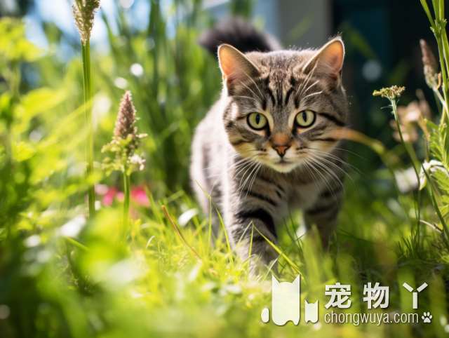 为什么有很多人觉得狸花猫很丑？