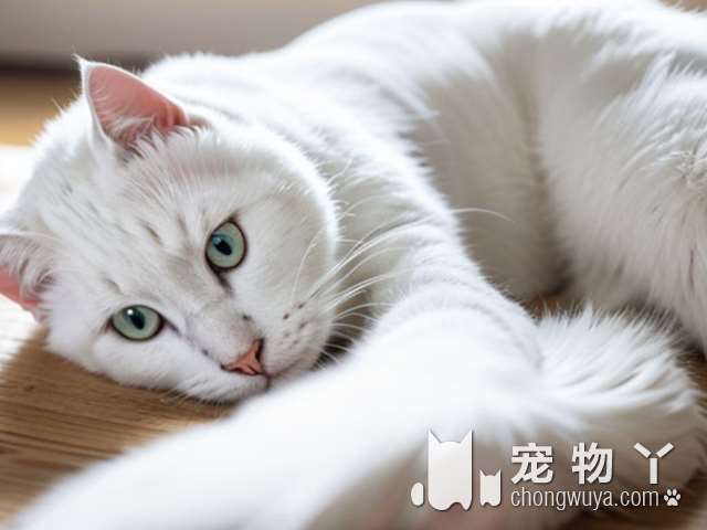 想给你家猫咪更好的生活吗？来无锡Meow猫不二宠物生活馆看看吧!